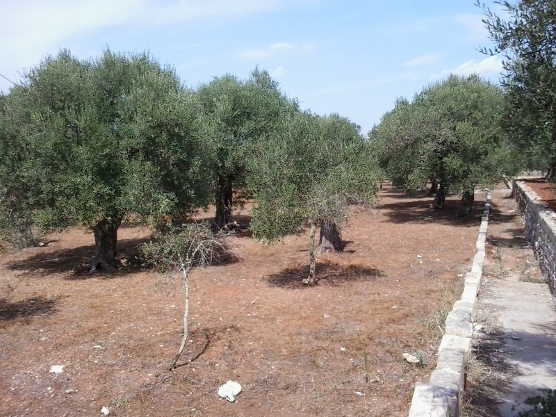 Terreno agricolo a Tiggiano a Lecce in Vendita