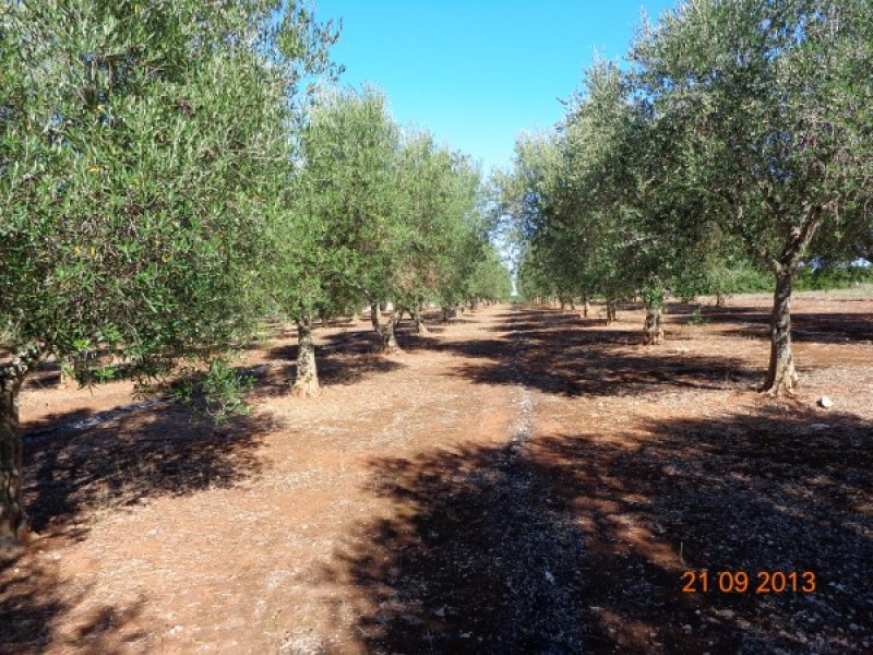 Terreno agricolo zona Matine a Lecce in Vendita
