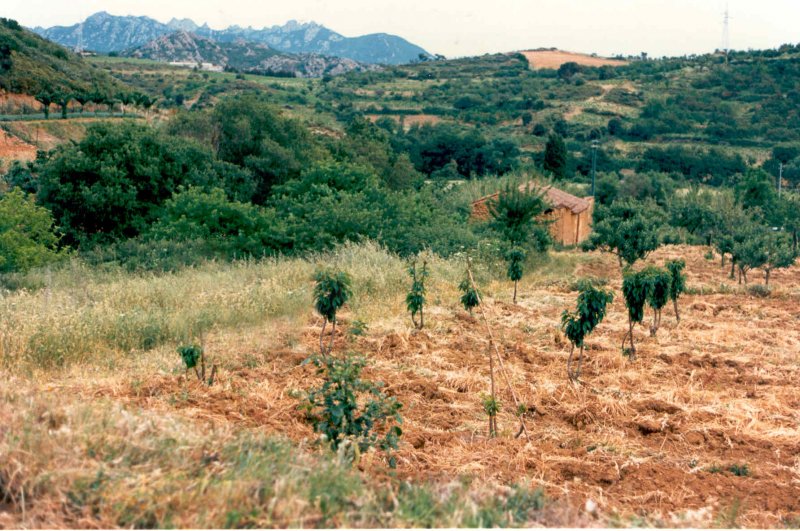 Terreno fertile di 5 ettari pianeggiante a Burcei a Cagliari in Vendita