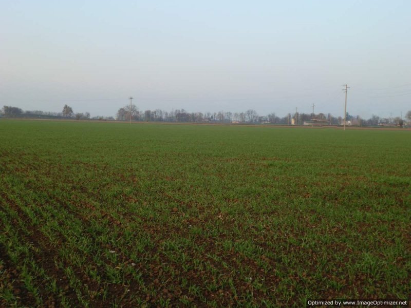 Terreno agricolo con pozzo a Pontecurone a Alessandria in Vendita