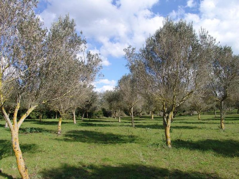 Splendido terreno pianeggiante ad Alghero a Sassari in Vendita