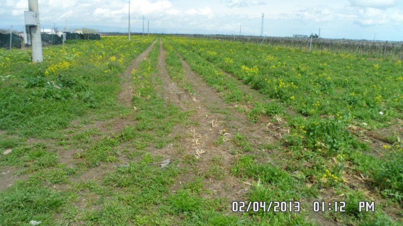 Terreno seminativo in Agro di Orta Nova a Foggia in Vendita