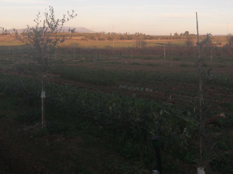 Terreno agricolo a Supezzumannu alto a Cagliari in Vendita