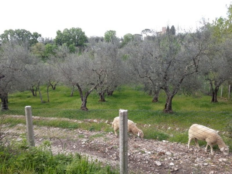 Terreno agricolo a Vetralla a Viterbo in Vendita