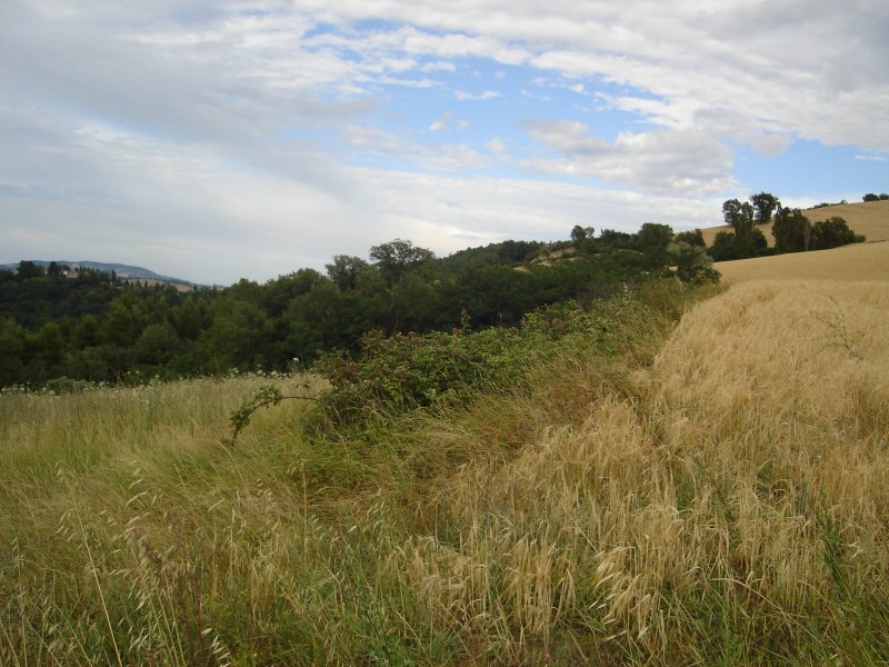 Terreno edificabile in comune di Urbino a Pesaro e Urbino in Vendita