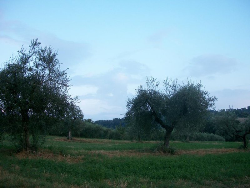 Terreno agricolo in Vigne a Narni a Terni in Vendita