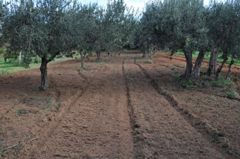 Terreno agricolo Gerbetto di Ulivi Partinico a Palermo in Vendita