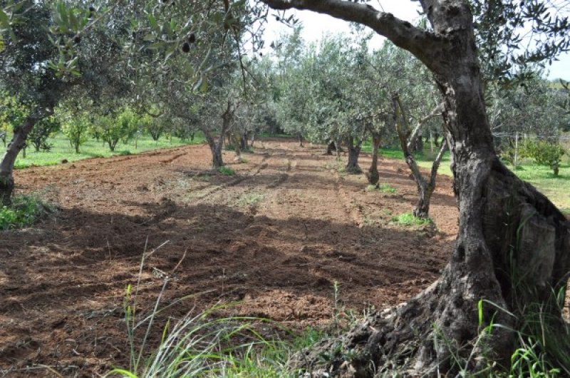 Terreno agricolo Gerbetto di Ulivi Partinico a Palermo in Vendita