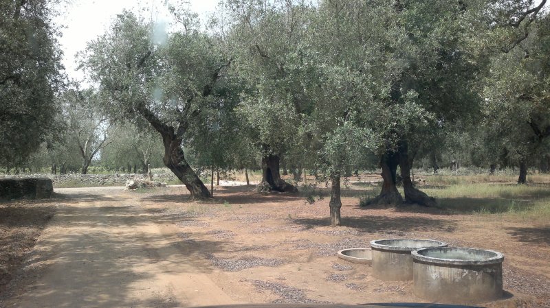 Terreno agricolo a Squinzano a Lecce in Vendita