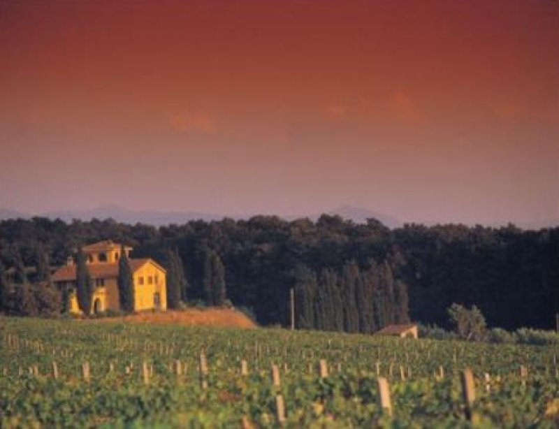 Azienda agricola con produzione di vino e olio a Pisa in Vendita