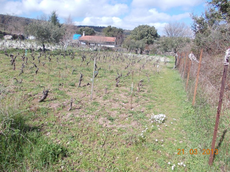 Vigneto e terreno orticolo a Villanova Monteleone a Sassari in Vendita
