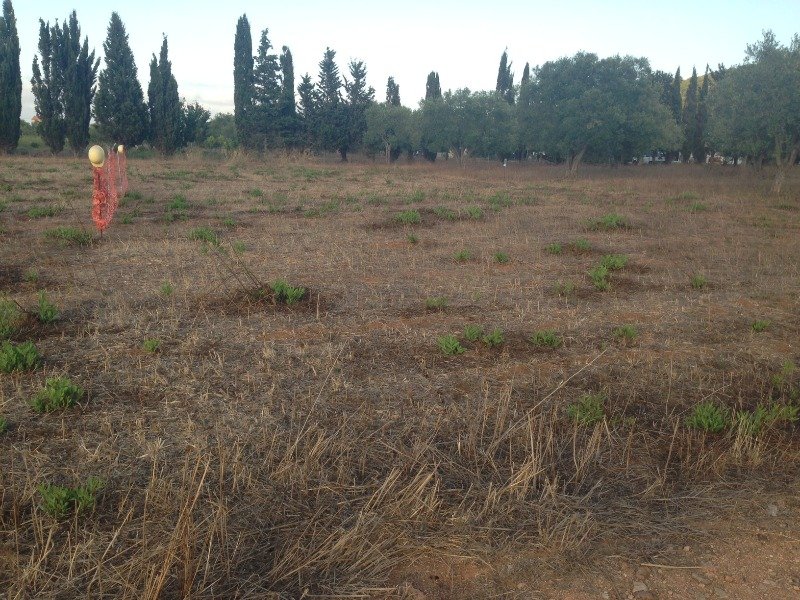 Terreno a nell'agro di Olmedo a Sassari in Vendita