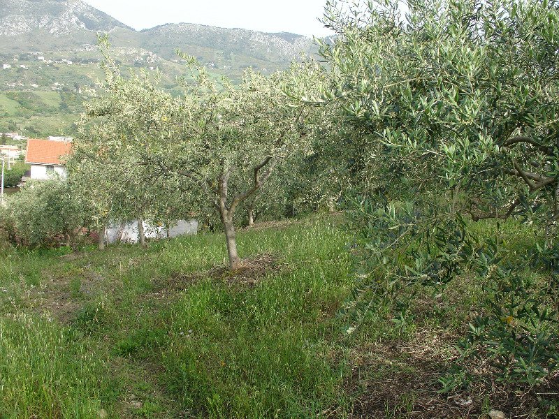 Podere coltivato a Monreale a Palermo in Vendita