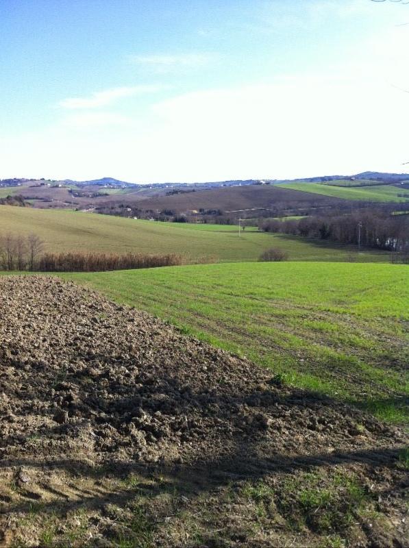 Terreno agricolo ad Agugliano a Ancona in Vendita