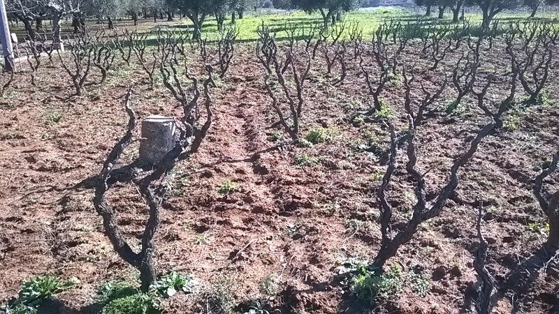 Terreno agricolo a Monteroni di Lecce a Lecce in Vendita