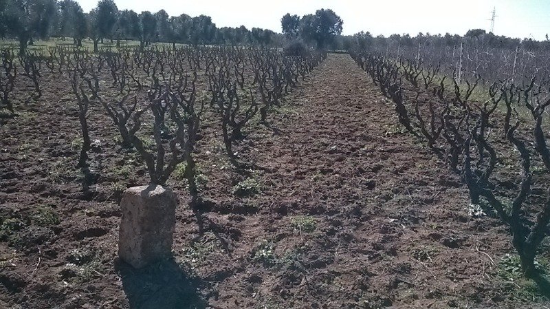 Terreno agricolo a Monteroni di Lecce a Lecce in Vendita