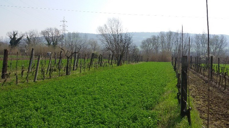 Terreno agricolo localit Caldare a Viterbo in Vendita