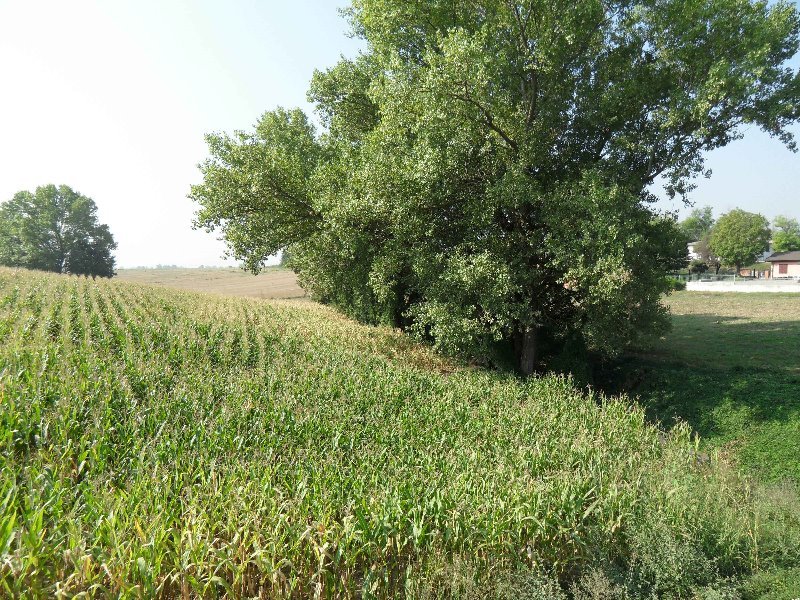 Da privato terreno agricolo a Sarmato a Piacenza in Vendita