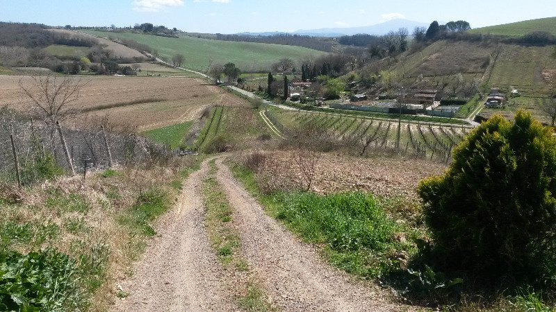 Terreno agricolo Percenna Strada Pieve a Salti a Siena in Vendita