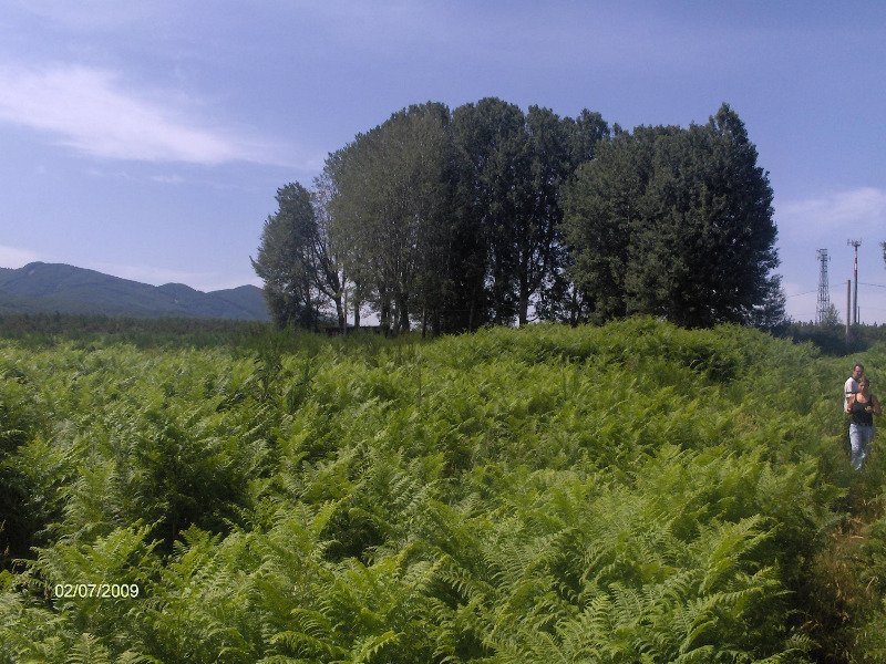 Seminativi piani dell'aspromonte Agro di Scilla a Reggio di Calabria in Vendita