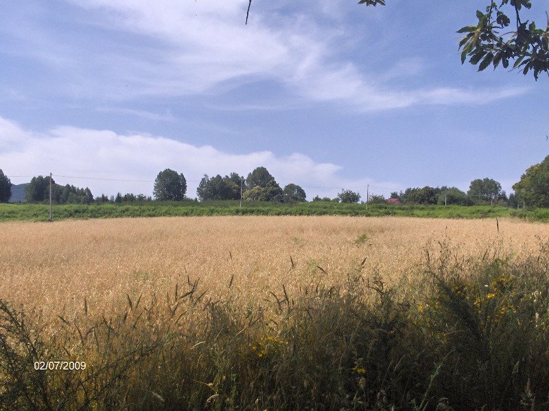Seminativi piani dell'aspromonte Agro di Scilla a Reggio di Calabria in Vendita