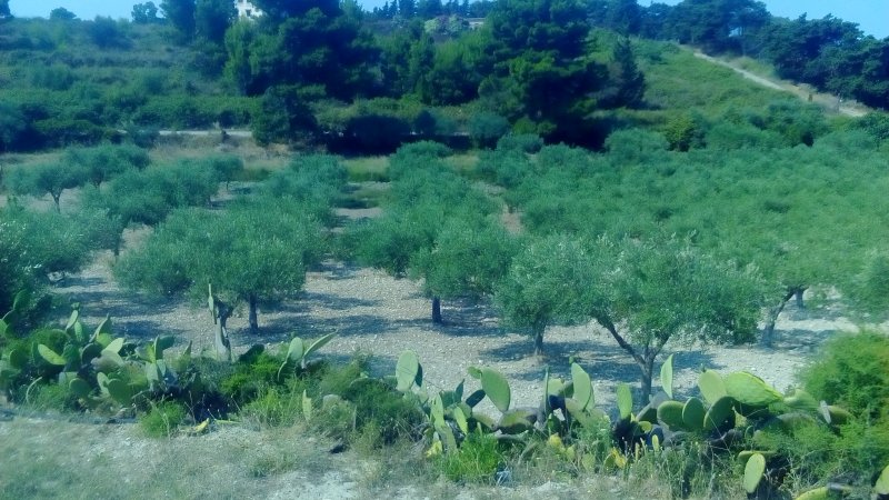Ribera localit Seccagrande terreno a Agrigento in Vendita