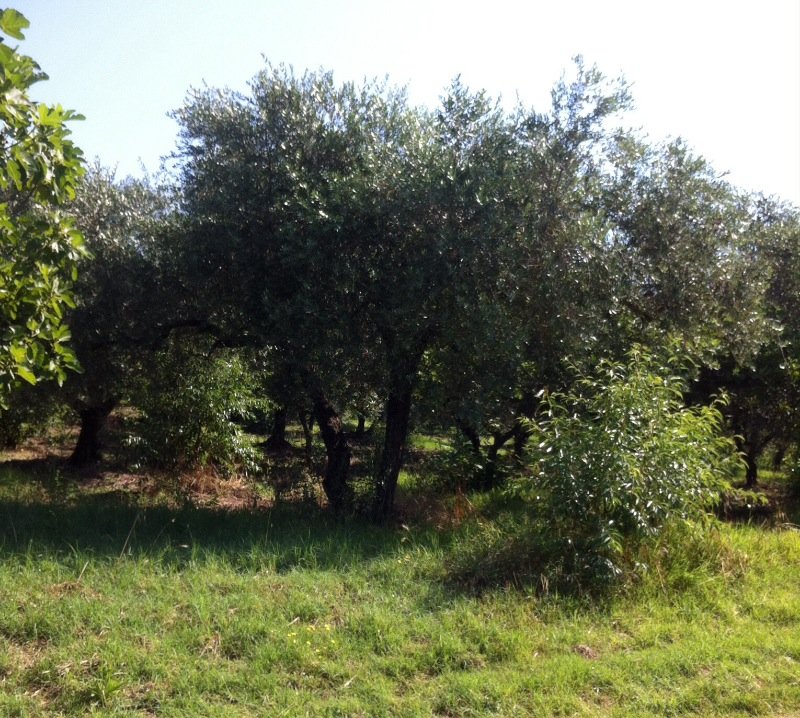 Montelibretti oliveto a Roma in Vendita