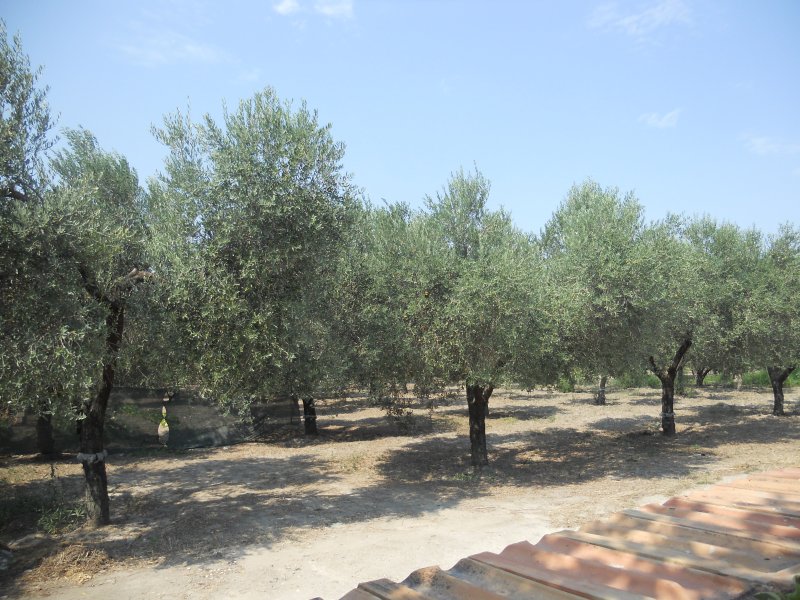 Foggia terreno con alberi di olive e da frutta a Foggia in Vendita