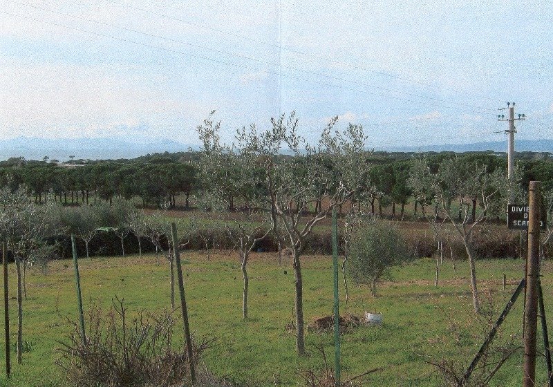 Terreno agricolo situato in localit Santa Corinna a Grosseto in Vendita