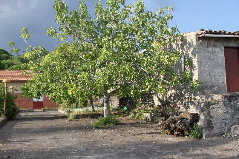 Nicolosi terreno con alberi da frutto a Catania in Vendita