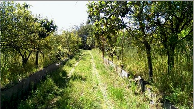 Aci Sant'Antonio terreno con coltivazione agrumi a Catania in Vendita