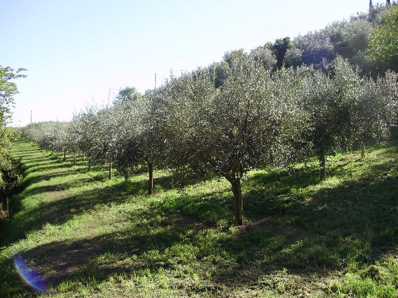 Montorio Mizzole terreno con oliveto e bosco a Verona in Vendita