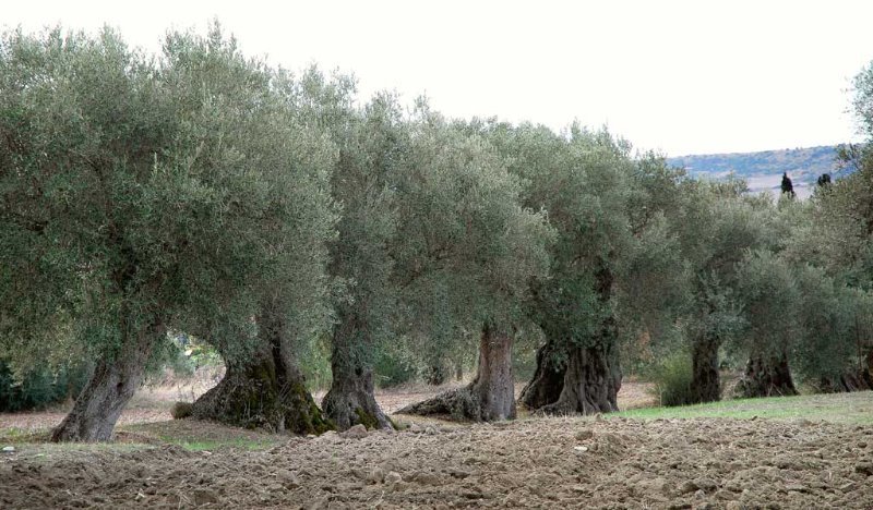Montalbano Jonico terreno con olive secolari a Matera in Vendita