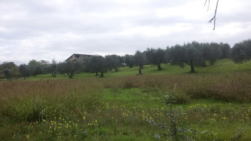 Guidonia terreno agricolo con oliveto a Roma in Vendita