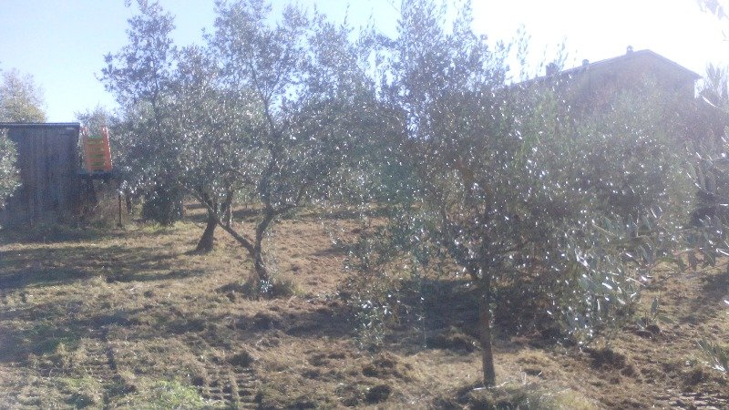 Chianti oliveta in produzione recintata a Siena in Vendita
