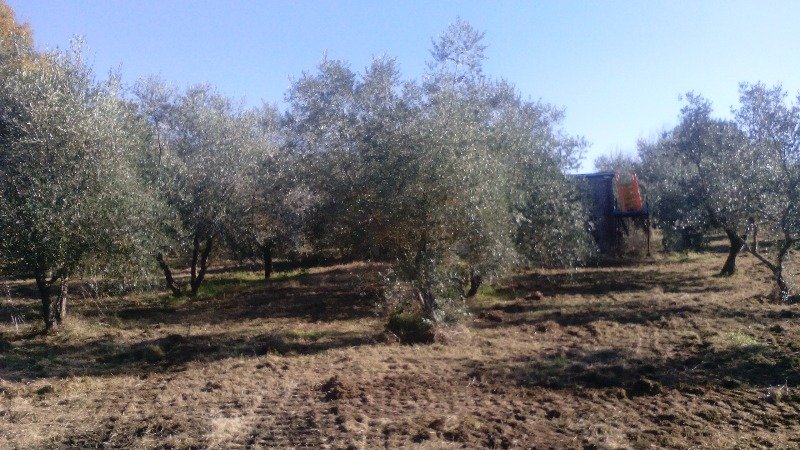 Chianti oliveta in produzione recintata a Siena in Vendita