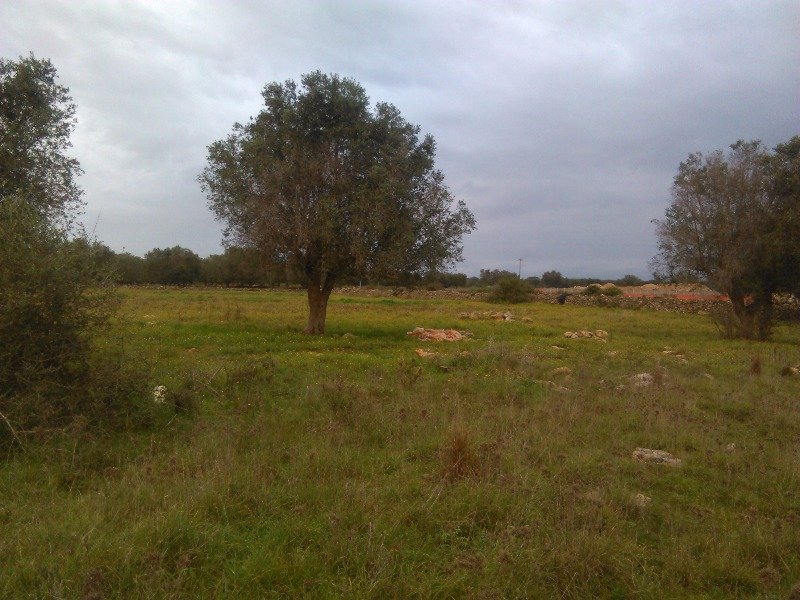 Galatone terreno agricolo a Lecce in Vendita
