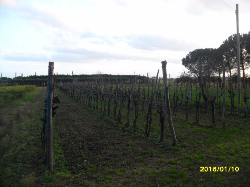 Pozzo Nuovo terreno agricolo a Arezzo in Vendita