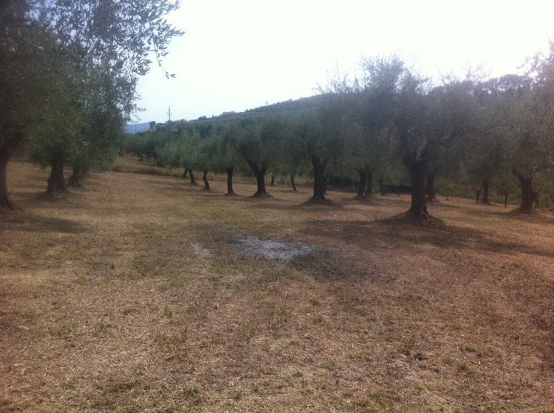 Citt Sant'Angelo terreno pianeggiante a Pescara in Vendita