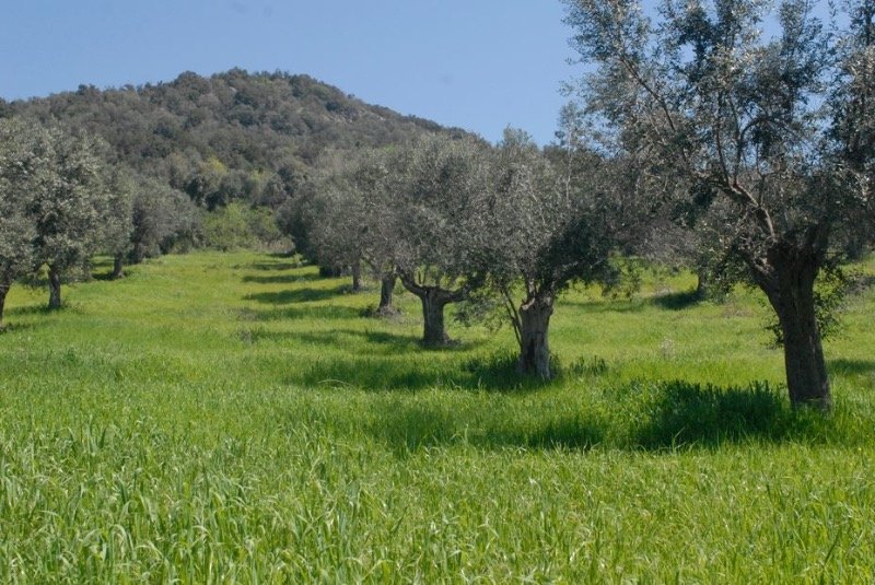 Ribera terreno Borgo Bonsignore a Agrigento in Vendita