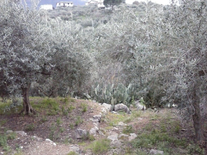 Altofonte terreno agricolo a Palermo in Vendita