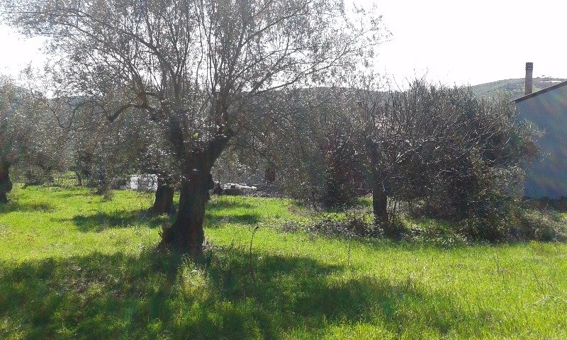 Giano Vetusto terreno agricolo a Caserta in Vendita