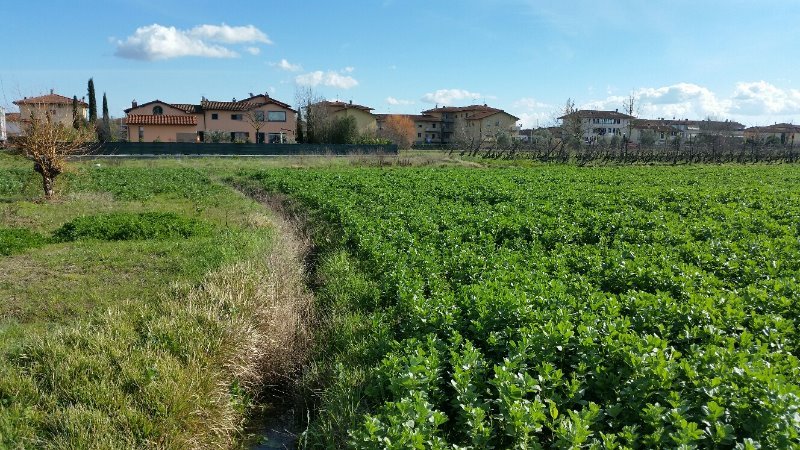 Ponsacco terreno agricolo a Pisa in Vendita