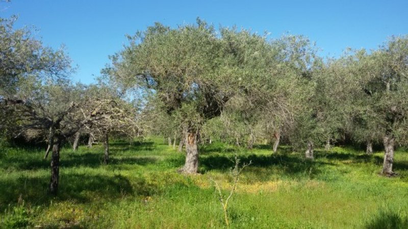 Uliveto in agro di Baratili San Pietro a Oristano in Vendita