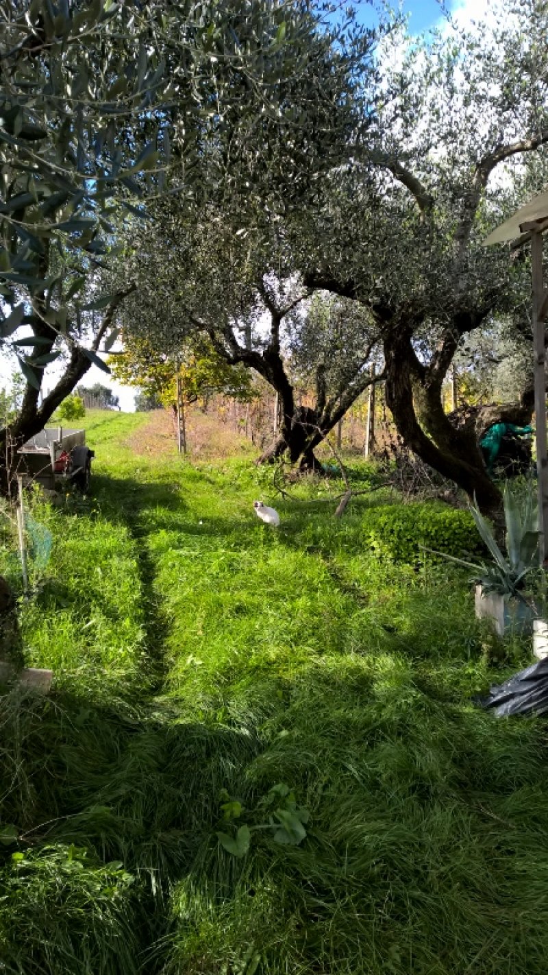 Terreno agricolo a Lanuvio a Roma in Vendita