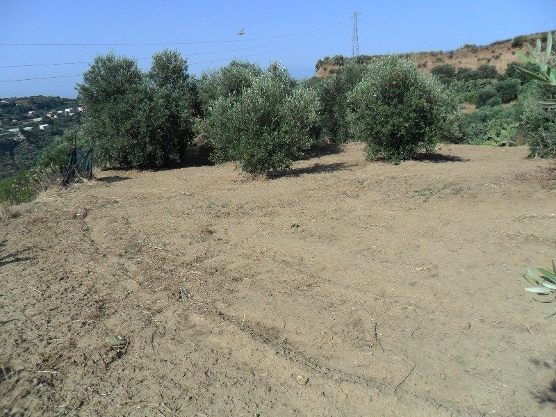 Reggio Calabria terreno agricolo uliveto a Reggio di Calabria in Vendita