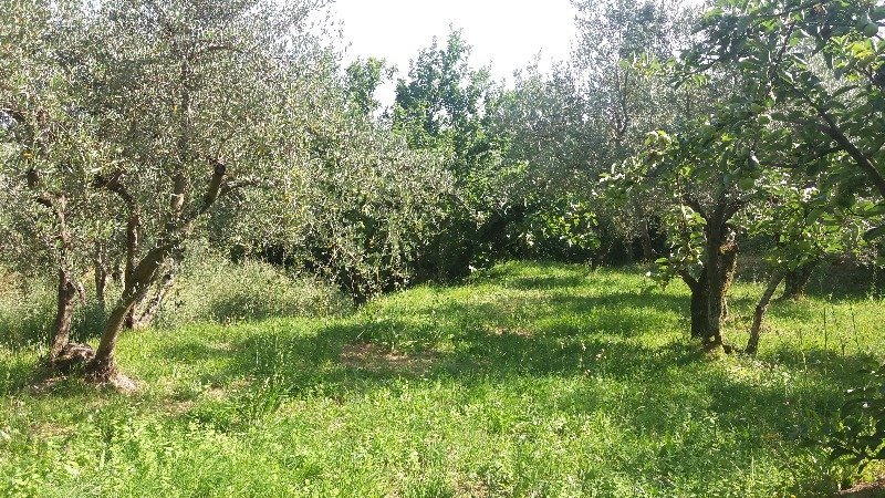Fosdinovo terreno agricolo a Massa-Carrara in Vendita