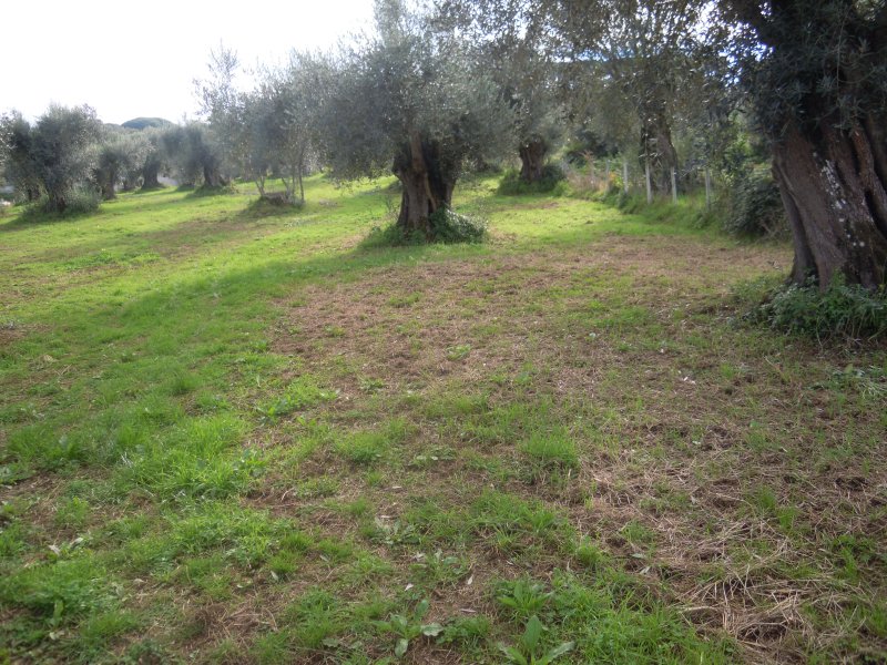 Palmi terreno agricolo pianeggiante a Reggio di Calabria in Vendita