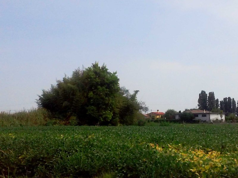 Piove di Sacco terreni e fabbricati agricoli a Padova in Vendita