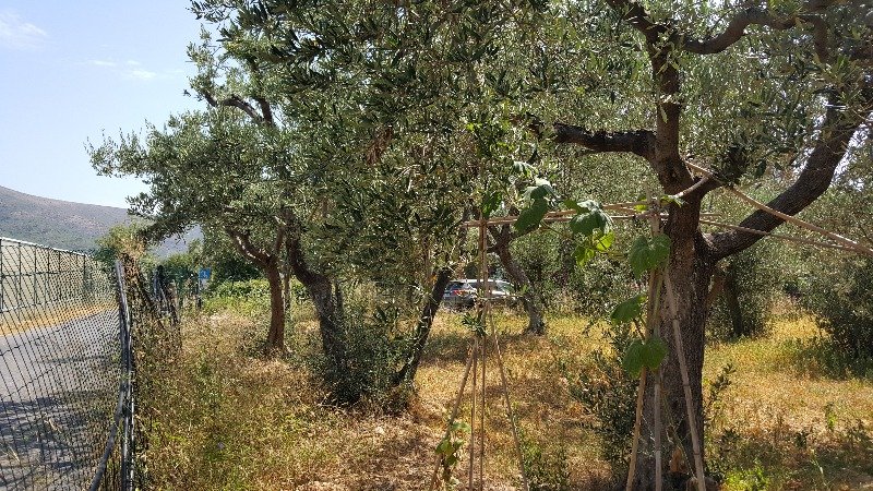 Ceriale terreno agricolo a Savona in Vendita